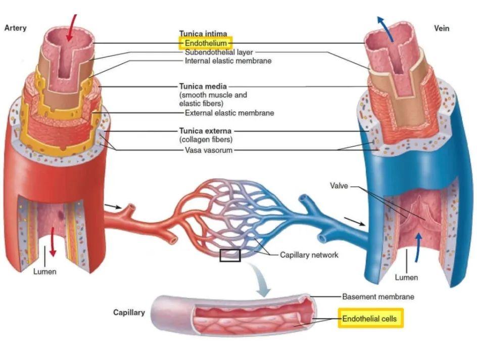 血管内皮结构图片