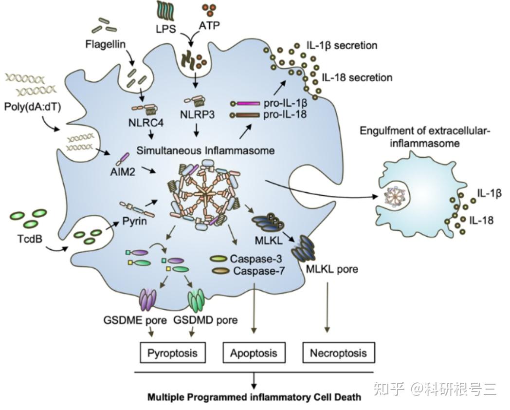 yy.vip易游-2026食品检测行业市场规模及未来前景展望分析