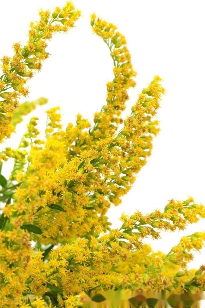 加拿大一枝黄花的危害与防除? - 知乎