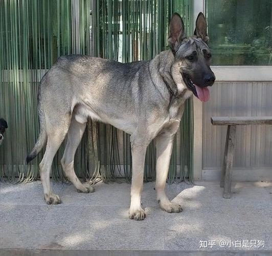 不怕告诉你,养狗,就要养狼青犬! - 知乎