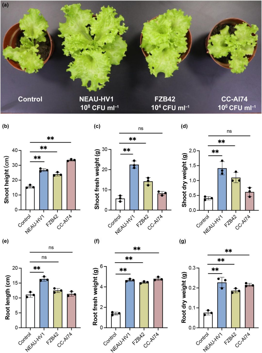New Phytologist | 南京农业大学张瑞福团队揭示植物促生菌通过重塑生长素信号以调控侧根 - 知乎
