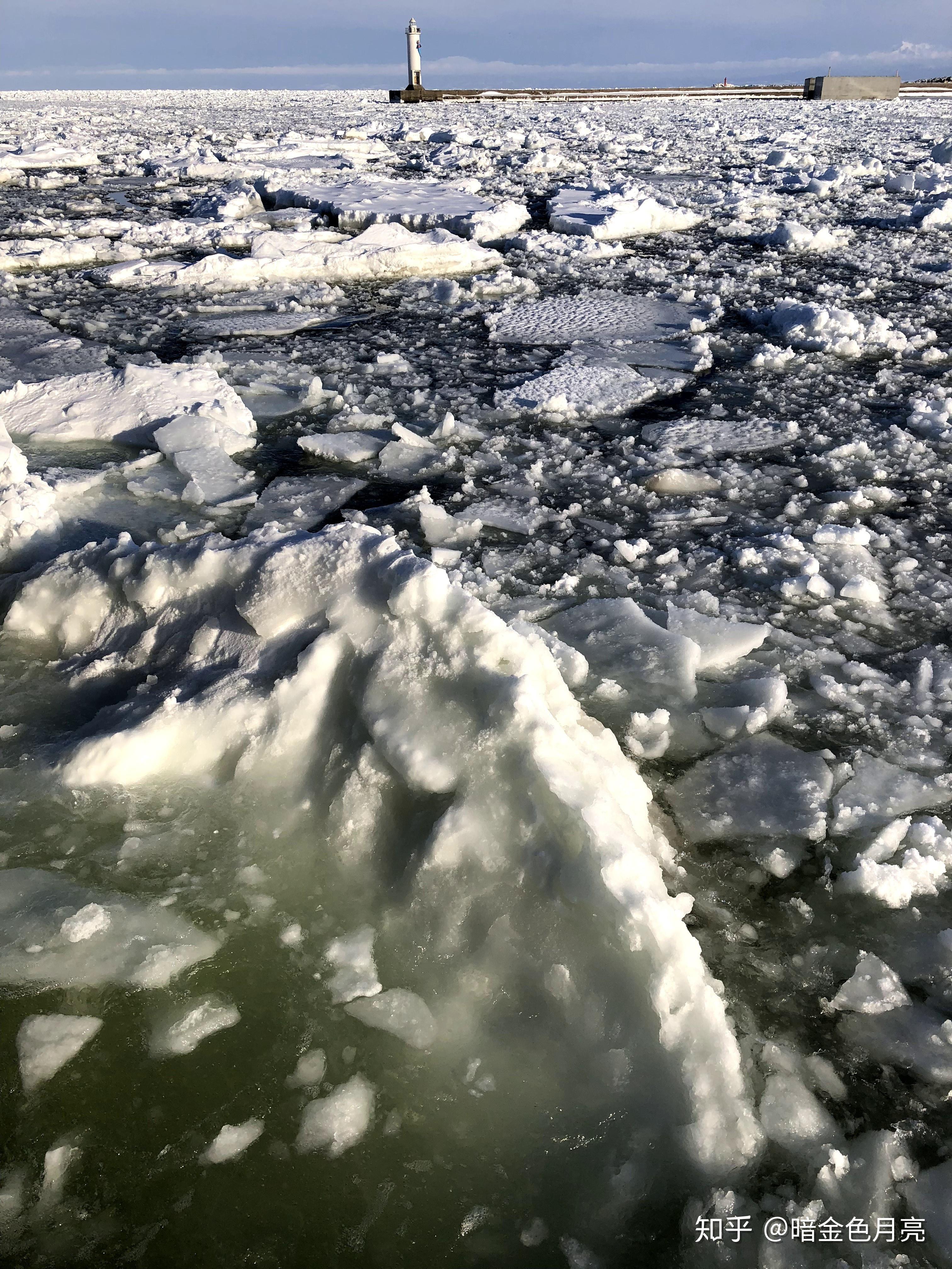 北海道道东流冰之旅看狐狸遛弯儿和北极熊面对面