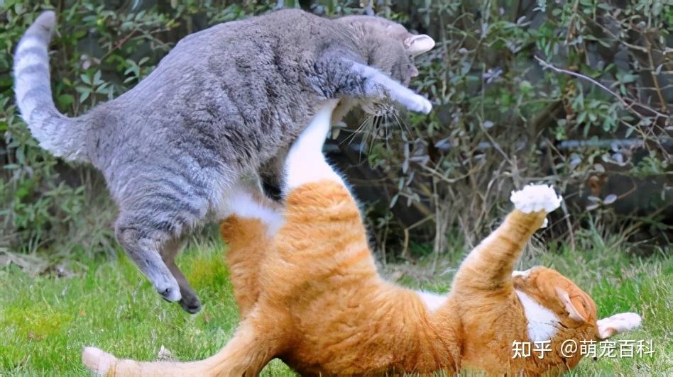 关于“猫咪发情期”的这些事,你需要知道 - 知乎