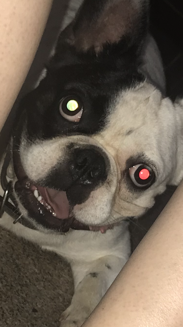 狗狗眼睛反射光的颜色?
