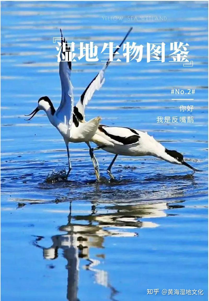 湿地生物图鉴No.2 | “翘嘴娘子” —— 反嘴鹬 - 知乎