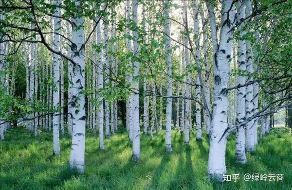 园林人需要了解的“观干植物”! - 知乎