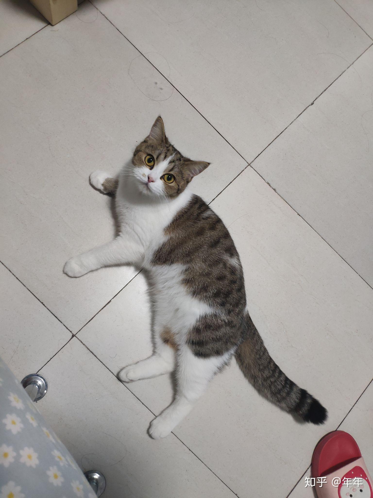 金渐层和蓝白生出来的小猫是什么样的 - 知乎