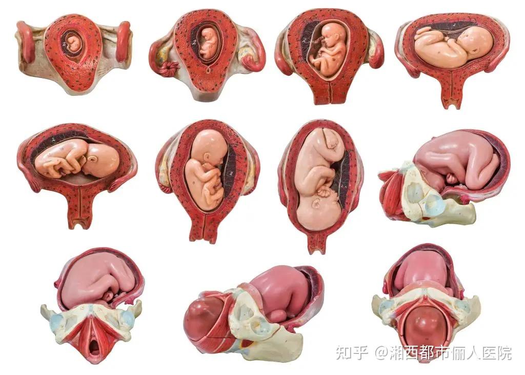 什么是胎儿入盆湘西都市俪人医院告诉你