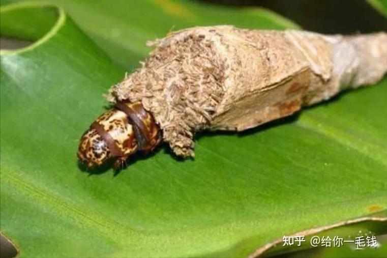 布袋虫,多见于桐树上钢笔虫:形如钢笔,尖头一端像波纹管一样可以随意