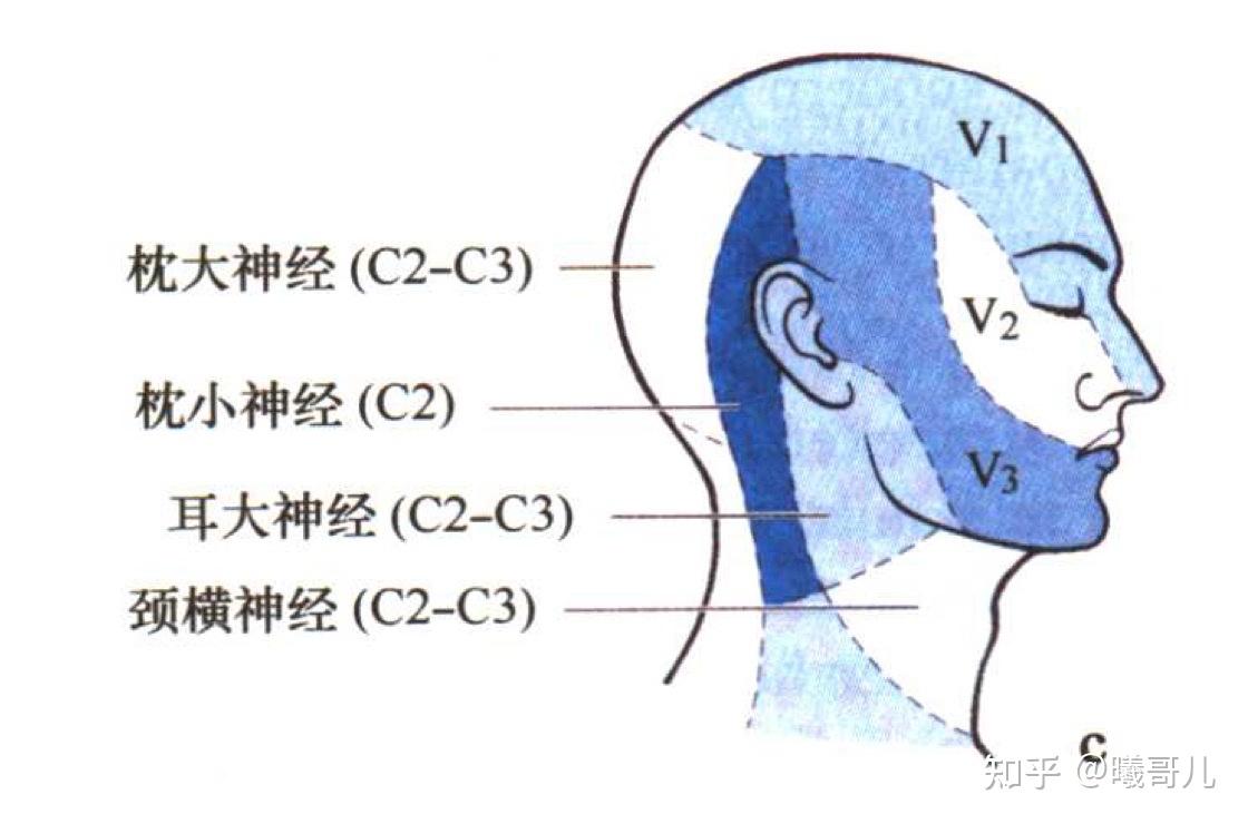 神经感觉平面图图片