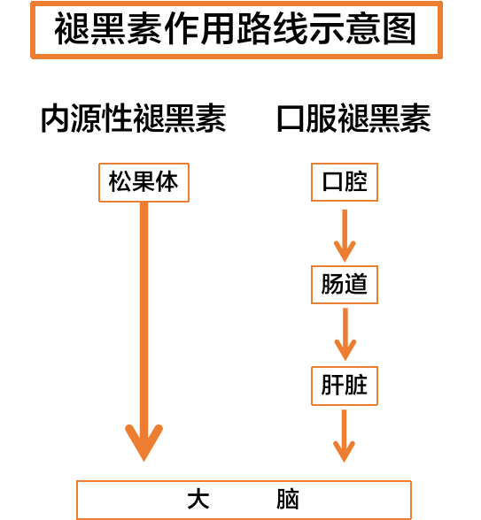 褪黑素