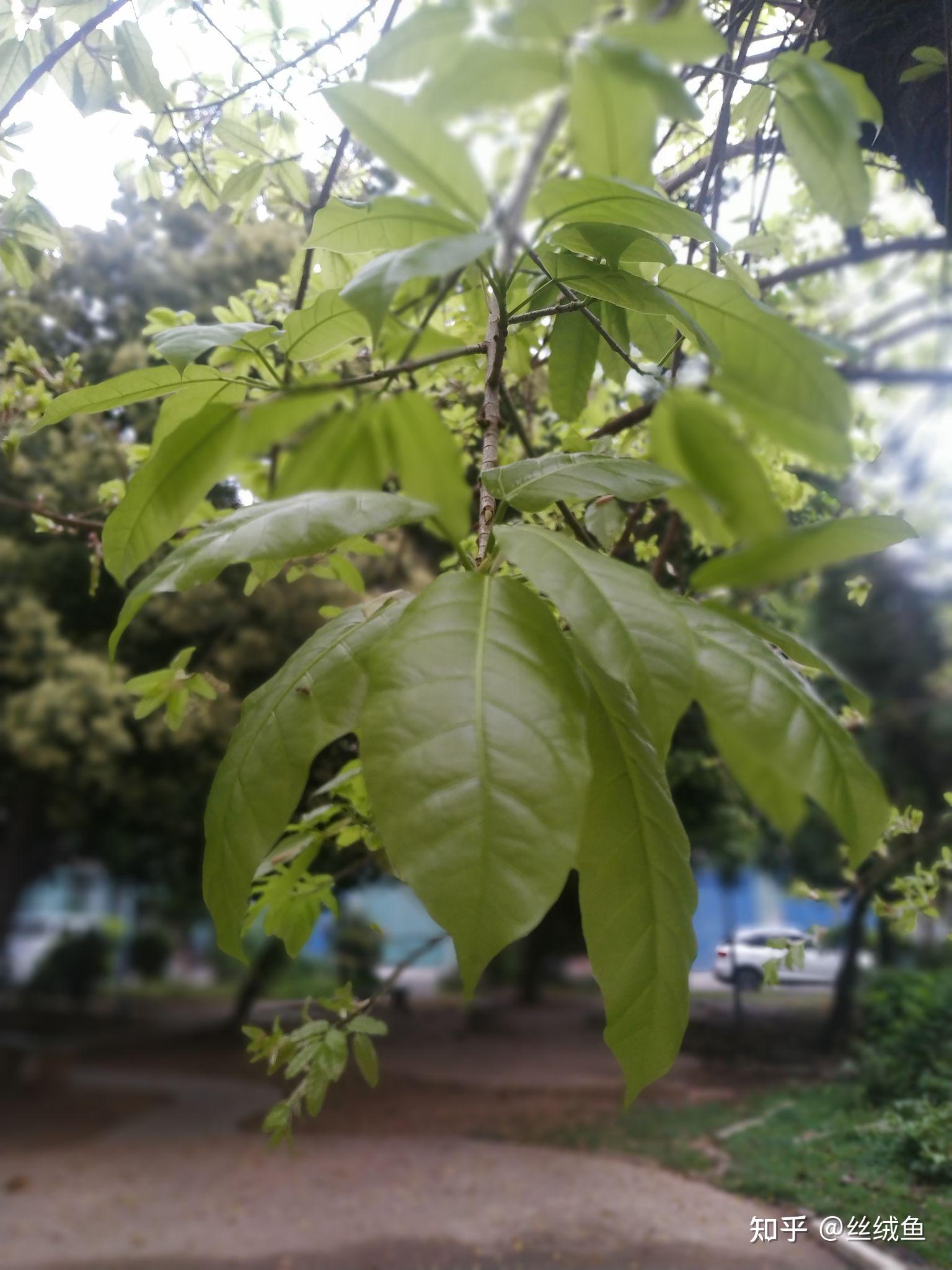 门前老树长新芽