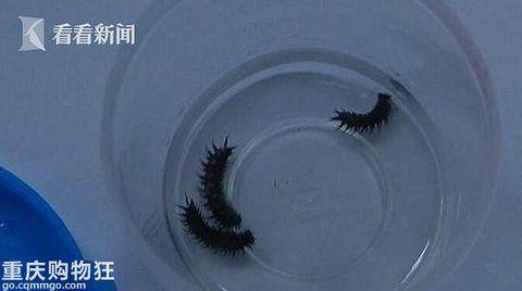 如何解释八岁幼童吐毛虫事件 知乎 如何解释八岁幼童吐毛虫事件 知乎