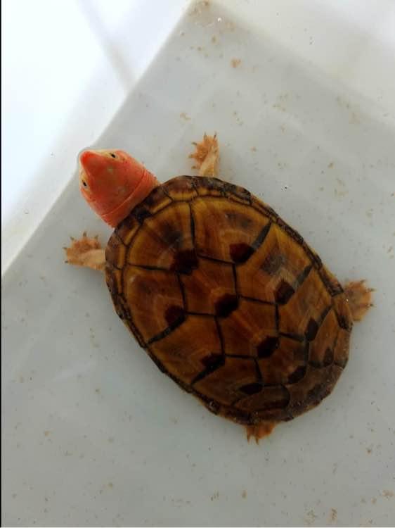 红面蛋龟红面泥龟的饲养方式