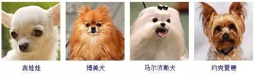一篇文章让你分清所有狗的品种 - 知乎