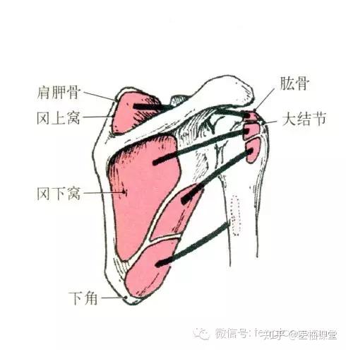 v2-72f7af46396b28cf554a5f5b0753ba82_b.jpg