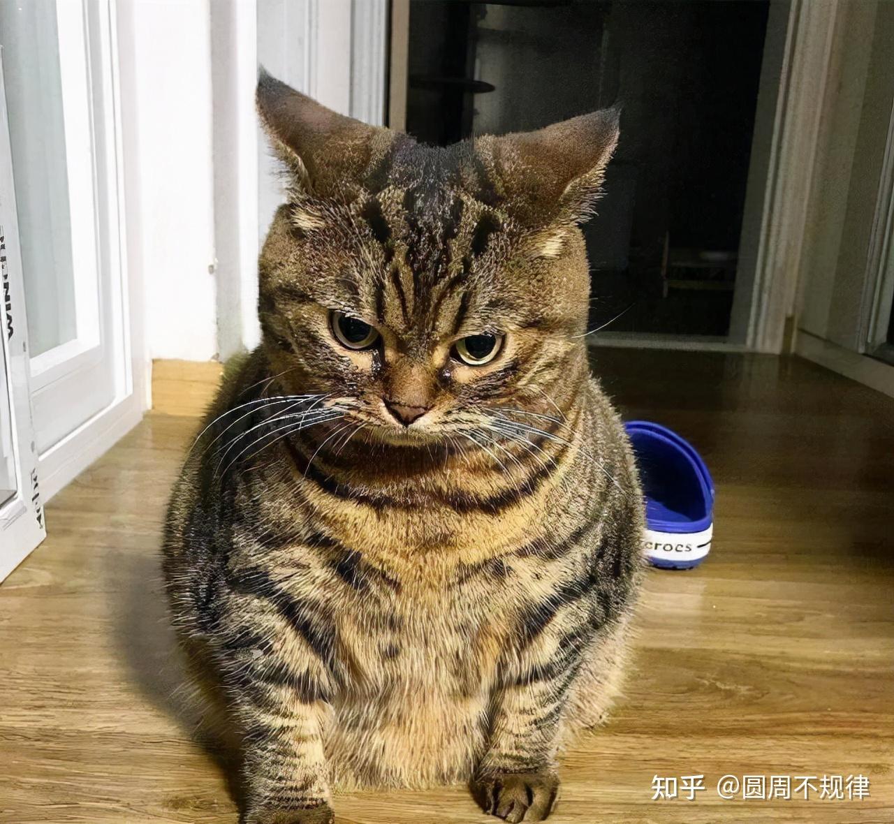 当“狸花猫”犯错后，不管你有多生气，这5个地方不能打 - 知乎