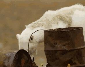 当最后一只北极熊死去也许我们终将见证人类末日