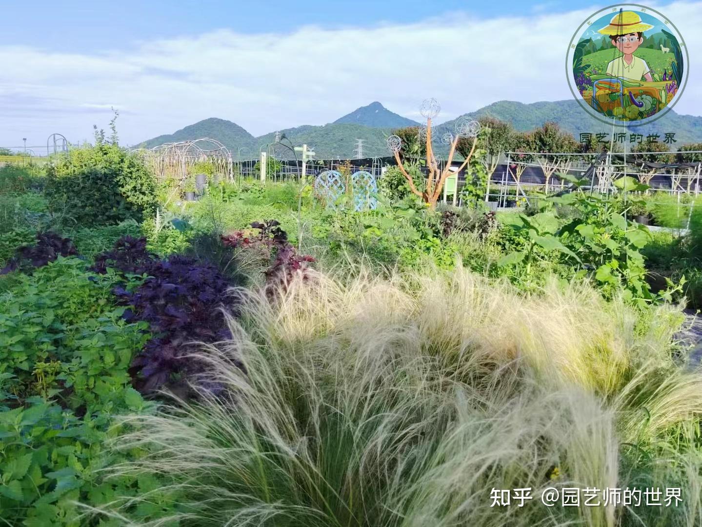 食用景观花园造园记系列(6)——食用景观植物栽植 - 知乎