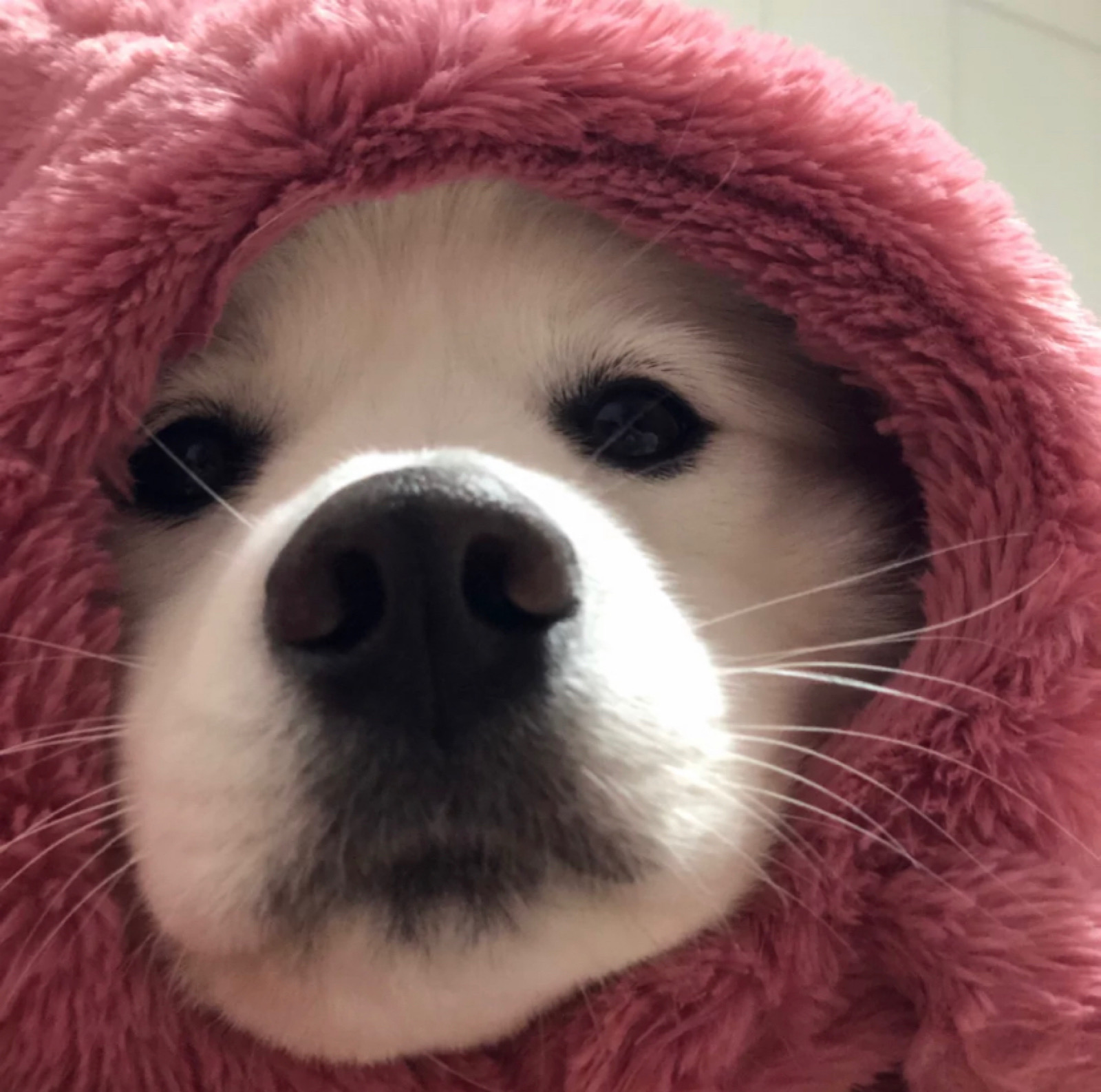 有没有萨摩耶可可爱爱的头像