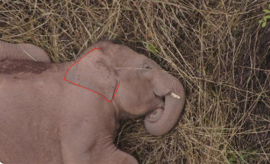 云南野生大象·断鼻家族 - 知乎