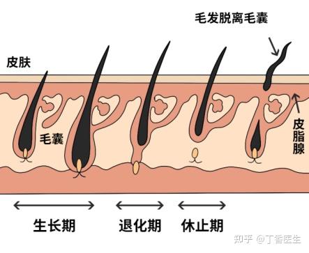 而人类的毛囊周期是「镶嵌式」的,一个部位可能同时存在三个不同时期