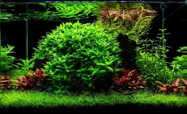 反复除油膜 浪费了我养鱼的热情 知乎