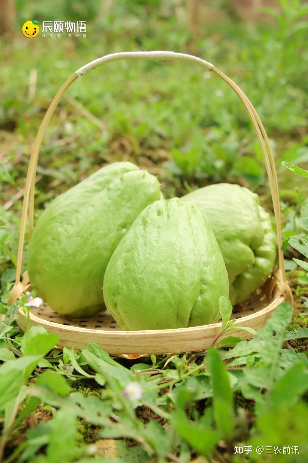 辰颐物语云南佛手瓜听说这个瓜不仅好吃还自带福气