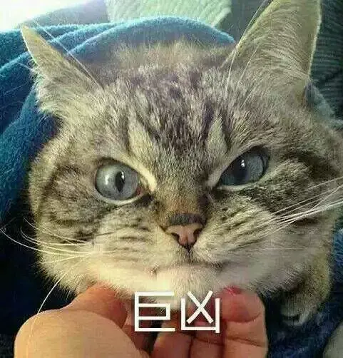 猫咪到底有没有感情 知乎