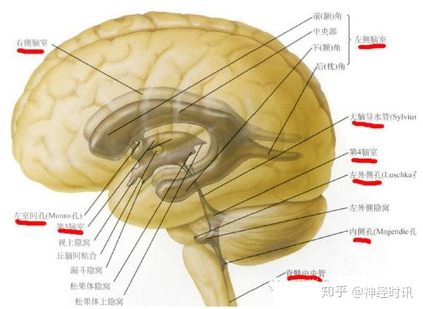 脑室 解剖及正常变异