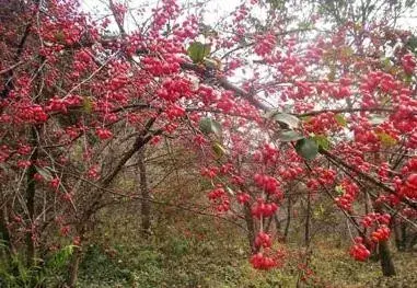 茱萸的分类及鉴赏 知乎