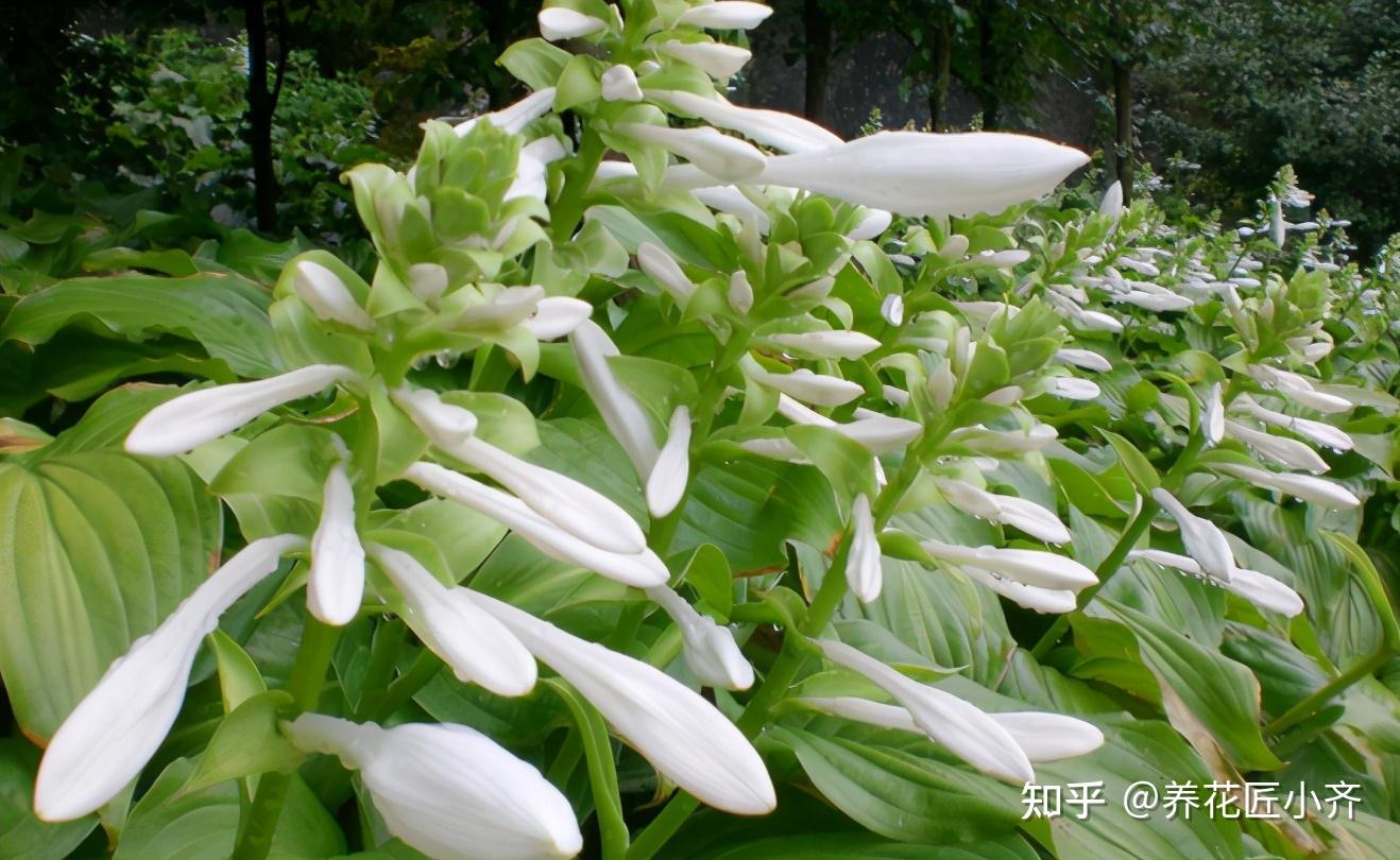 谁说北向阳台不能养开花植物?养它们很合适,不仅耐阴,而且耐寒 - 知乎