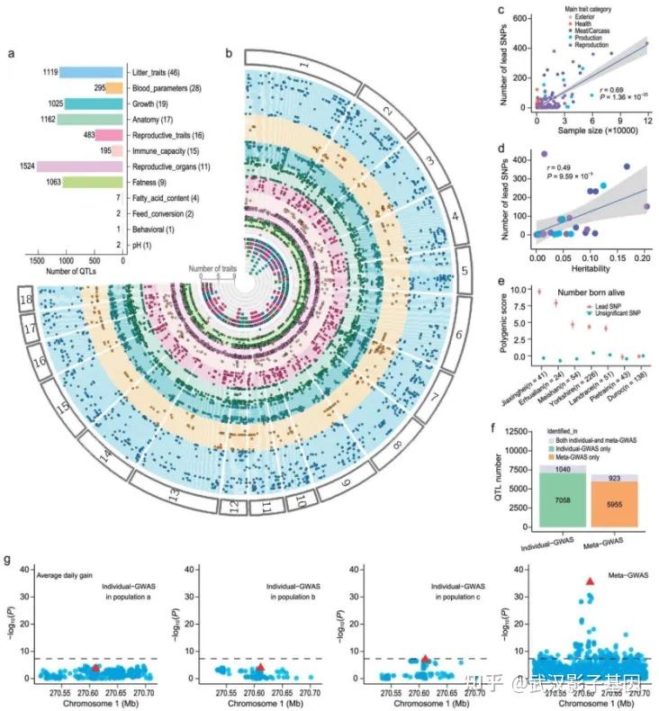 从7万头猪到人类疾病：揭开232种复杂性状的遗传秘密 - 知乎