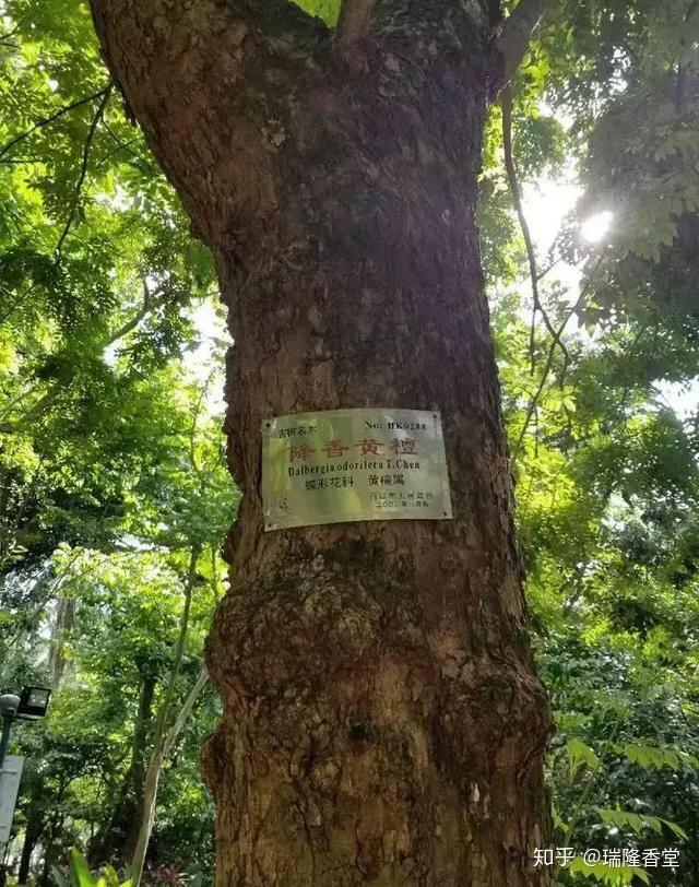 降香黄檀真的有药用价值吗