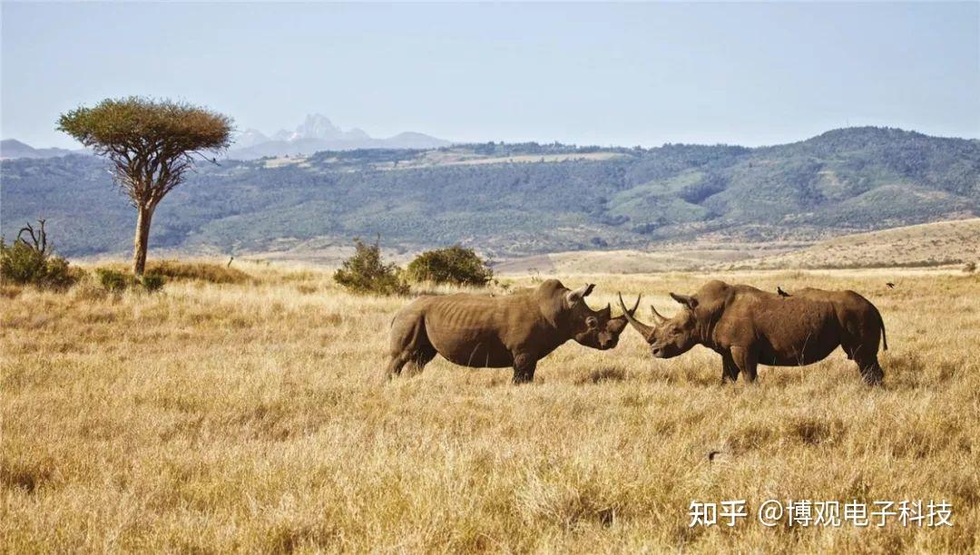 物聯網定位技術保護瀕危動物