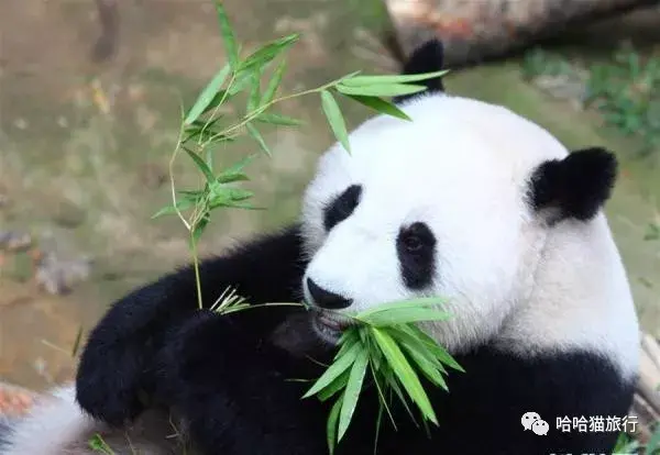 大熊猫兴兴靓靓我们旅居马来西亚的那些年