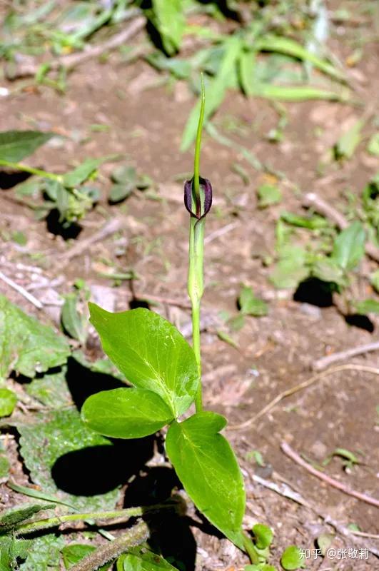 生态客 分科识花图鉴 5 天南星科 知乎