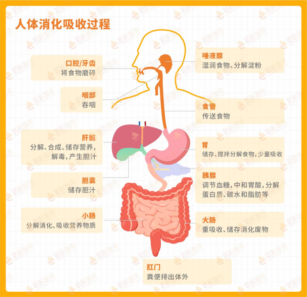 营养物质的吸收过程图图片