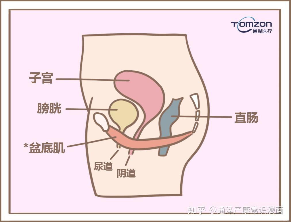 你知道產後的一胖毀所有到底毀了那些器官嗎關於產後瘦身的這些雷區你