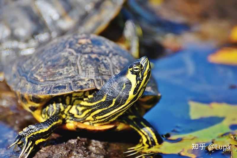 按价格排序常见观赏龟类推荐（水龟篇） - 知乎