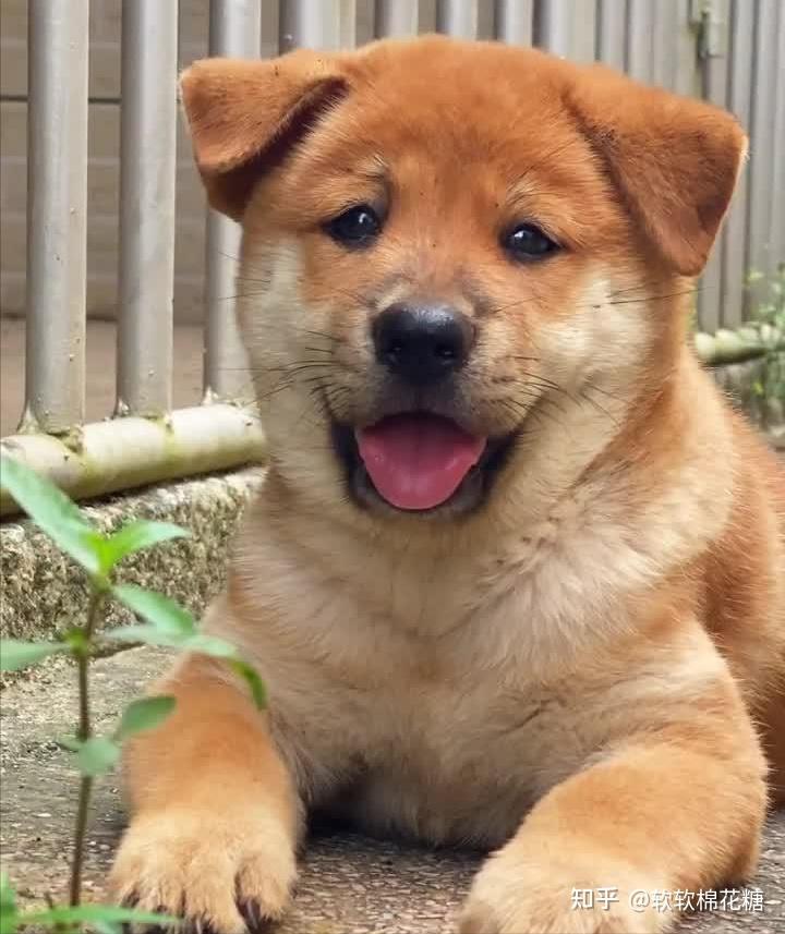 古代黄金犬图片