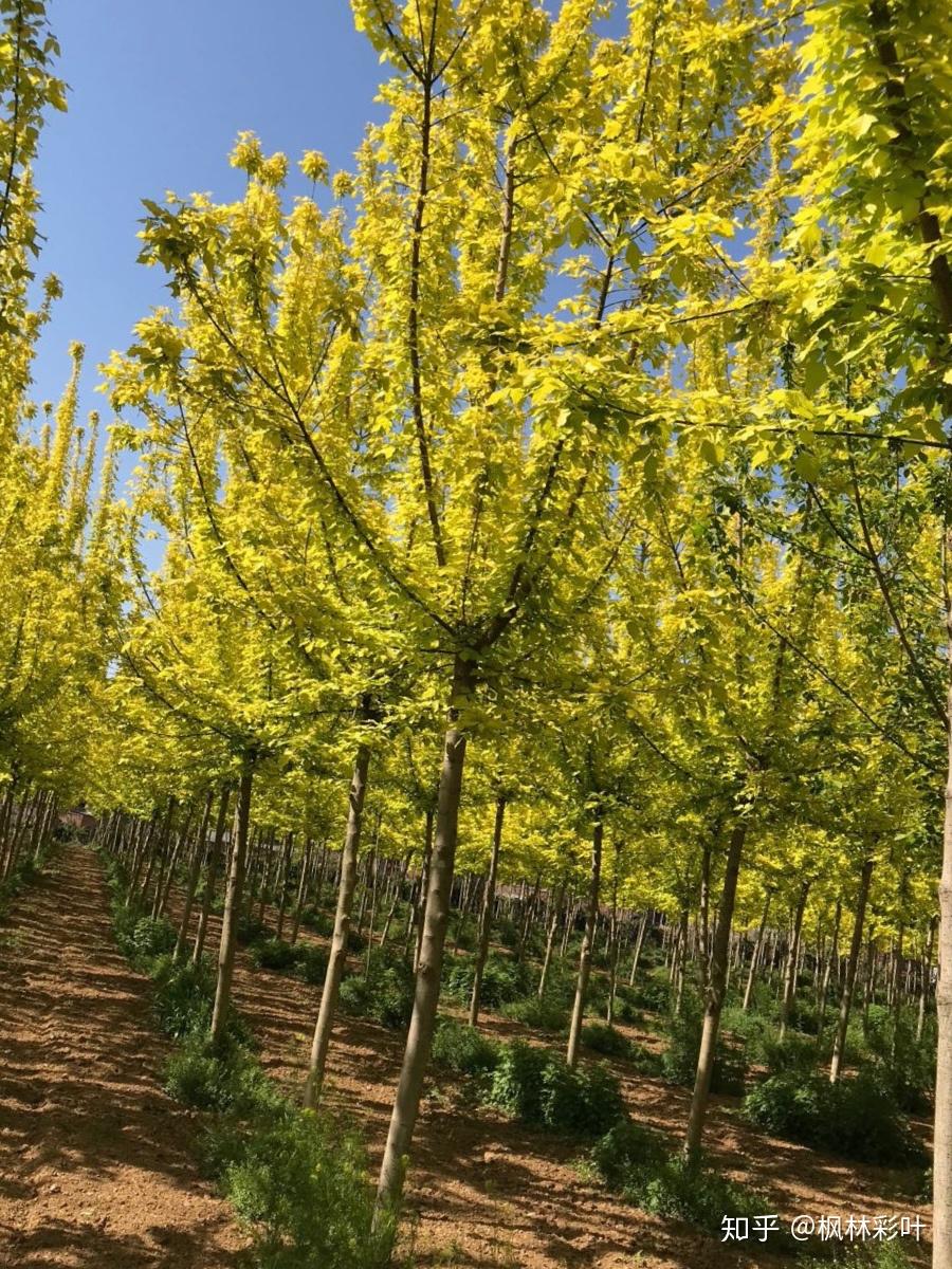 金叶复叶槭从欧美引进,合作社规模种植后,社员走上致富路 - 知乎