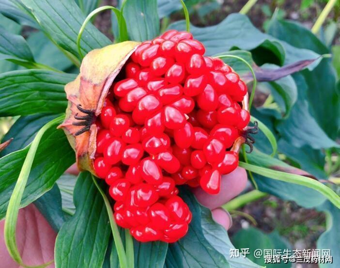 林下中药材：重楼 - 知乎
