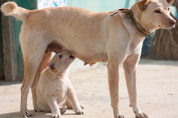 幼犬的准确断奶时间和幼犬喂食方法你知道多少 知乎