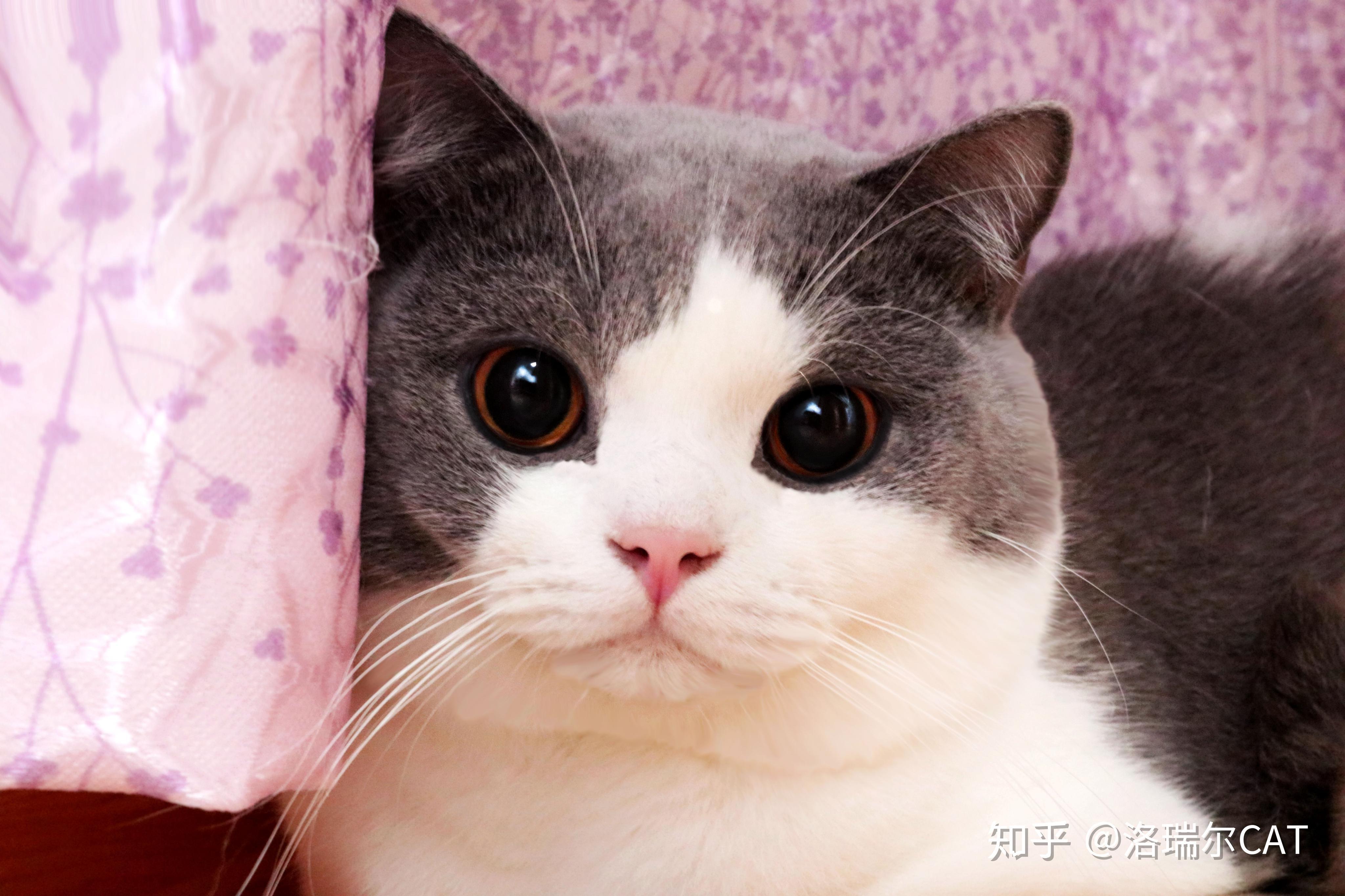 英国短毛猫日常萌照