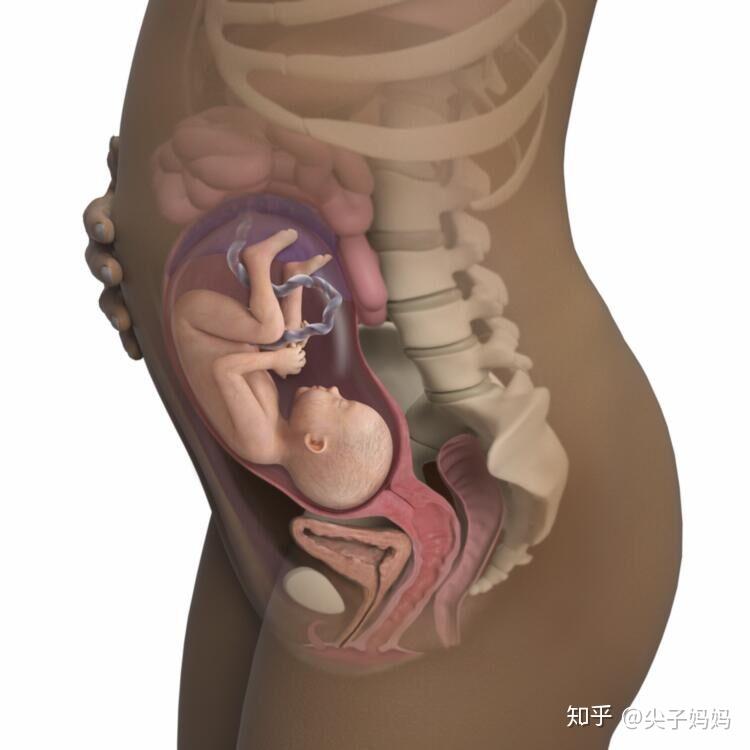 孕28周胎儿和孕妈妈的新变化又有小惊喜啦