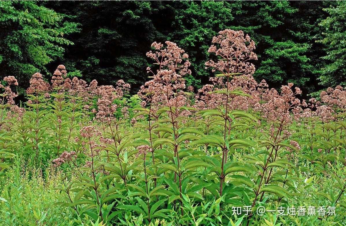 兰香草-药用植物花谱-图片