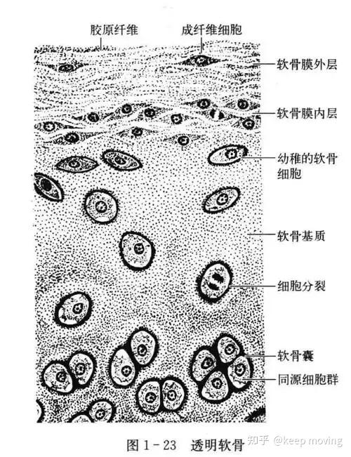 骨组织结构及骨质疏松模型 - 知乎