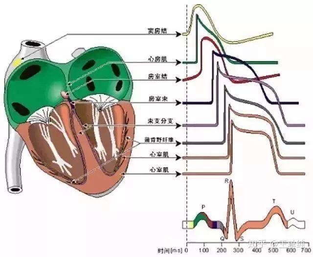 二十张图教你秒懂心血管疾病医学生收藏