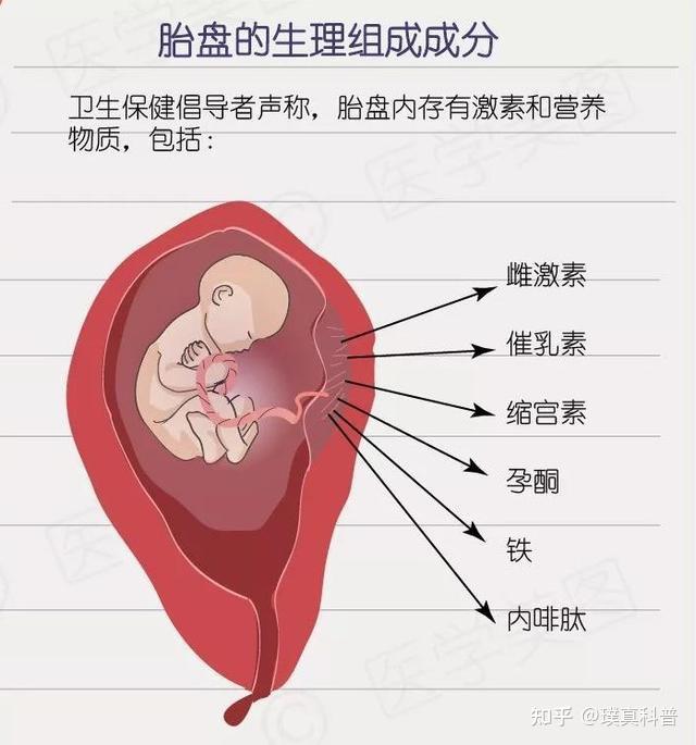 胎盘结构图图片